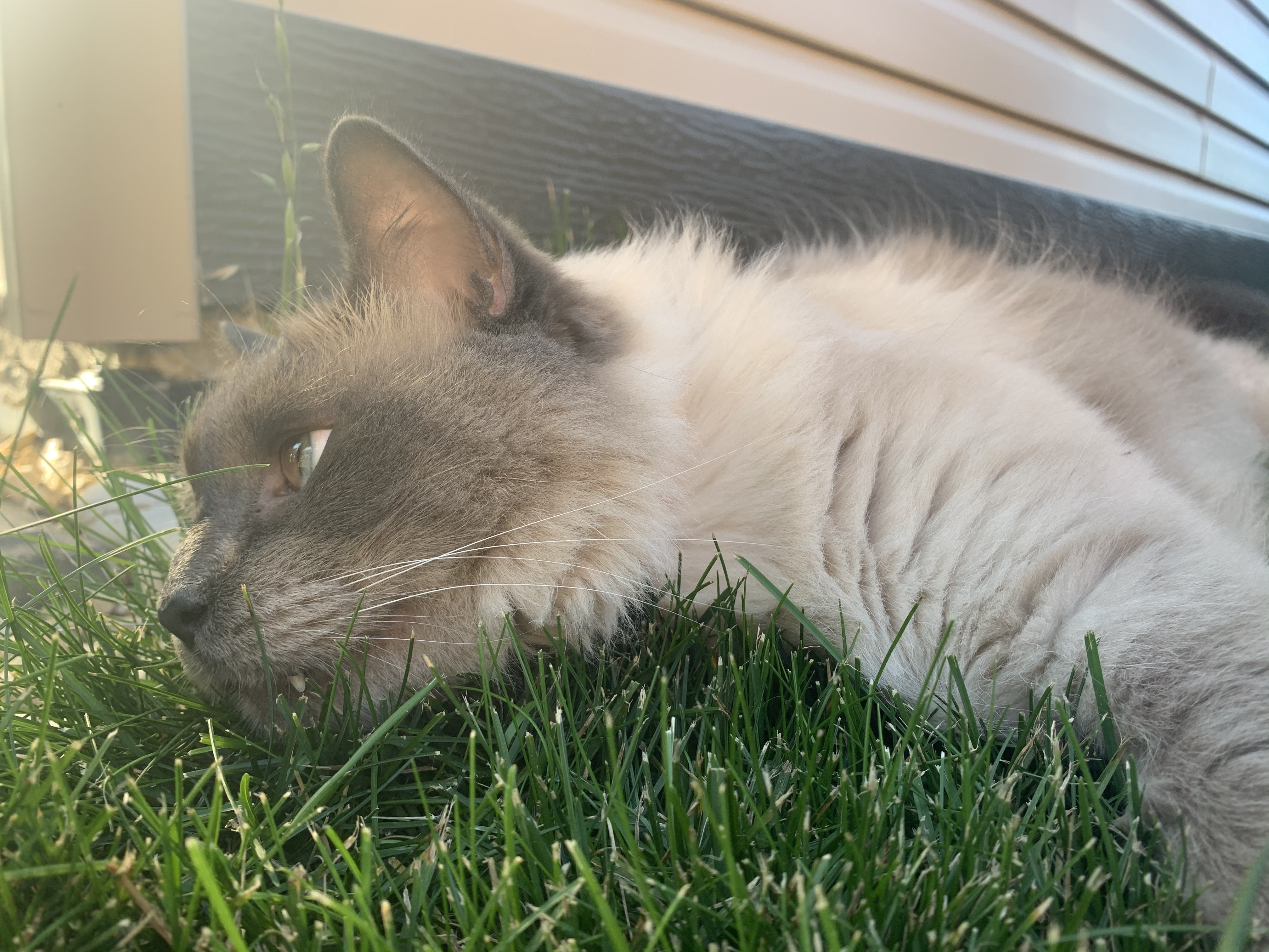 Picture of cat outside